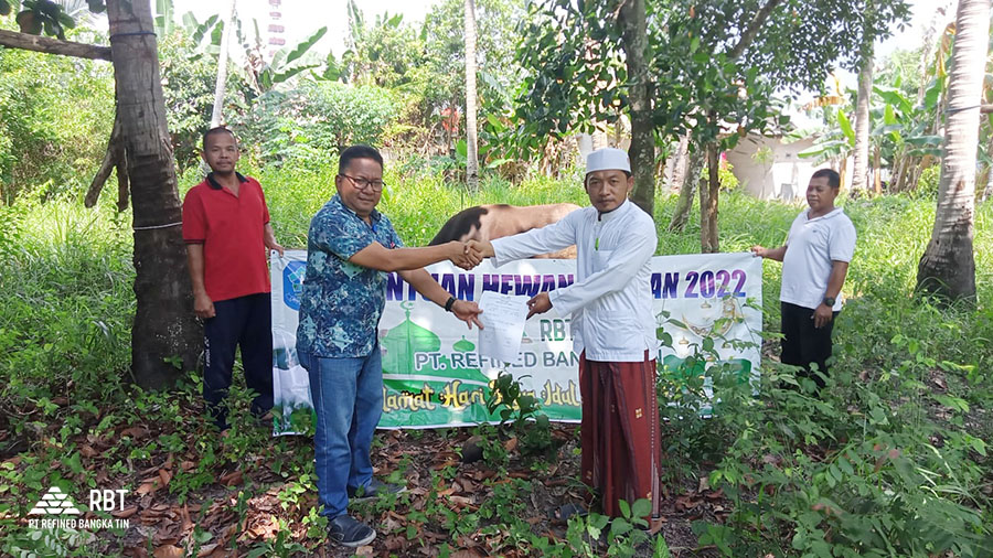 Idul Adha 1443 H,PT RBT Distribusikan 64 Ekor Sapi dan 15 Kambing di Wilayah Bangka Belitung